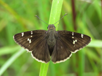 Southern Cloudywing